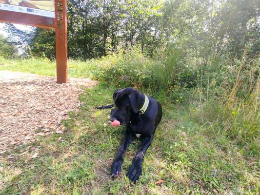 Tongue Out Tuesday-Beitrag-Bild