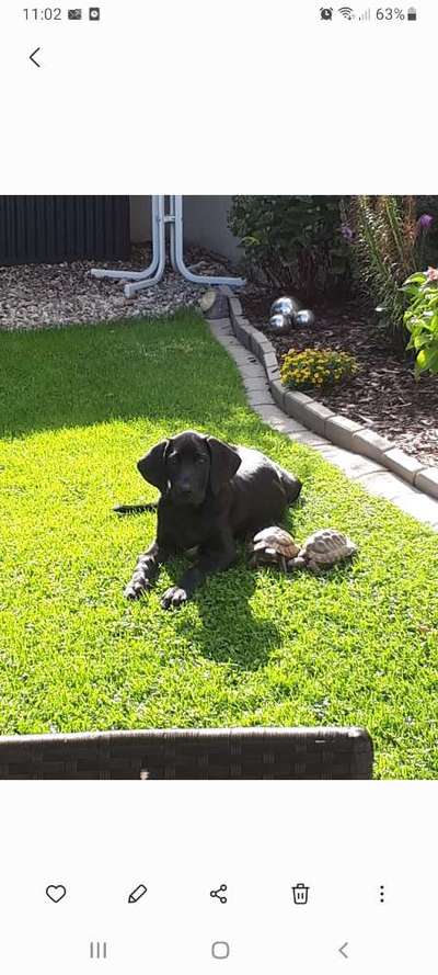 Fotochallenge Nr. 51 "Euer Hund mit anderen Tieren"-Beitrag-Bild