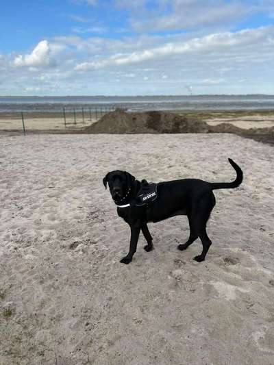 Dogorama Photo Challenge - Tierischer Urlaub-Beitrag-Bild