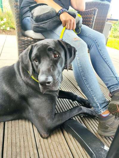 Dogorama Photo Challenge - Gassipause-Beitrag-Bild