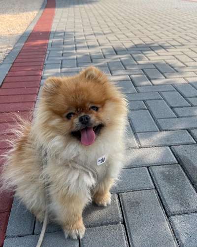 Spitz--Zwergspitz--kleinspitz---mittelspitz----Großspitz--Wolfsspitz-Beitrag-Bild