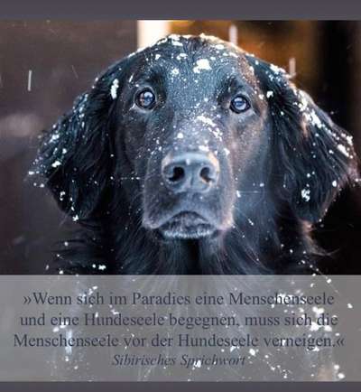 Crowdfunding für Tierarztkosten: Wenn Hundeeltern auf Unterstützung angewiesen sind-Beitrag-Bild