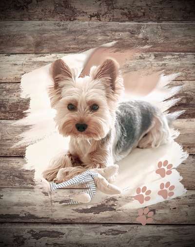 Yorkshire Terrier-Beitrag-Bild