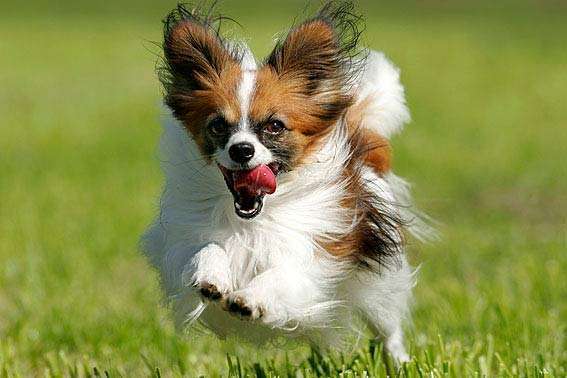 Tierfotografen-Tierfotograf Thomas Brodmann-Bild