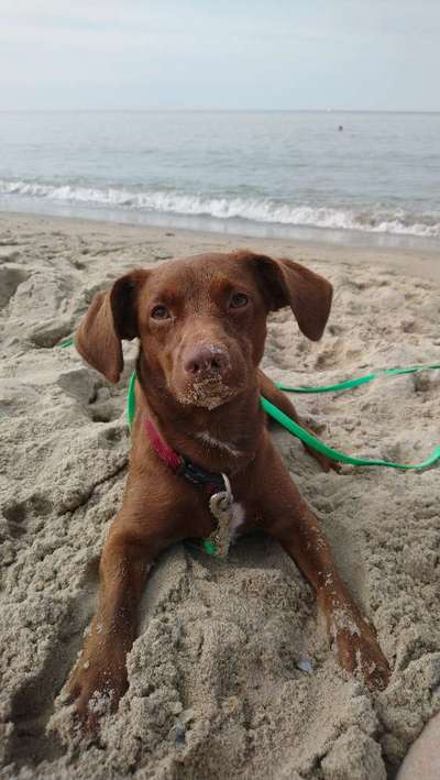 Die Dogorama Kalender Challenge Titelbild-Beitrag-Bild