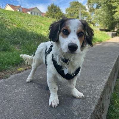 Hundetreffen-gemeinsames Gassi gehen-Bild