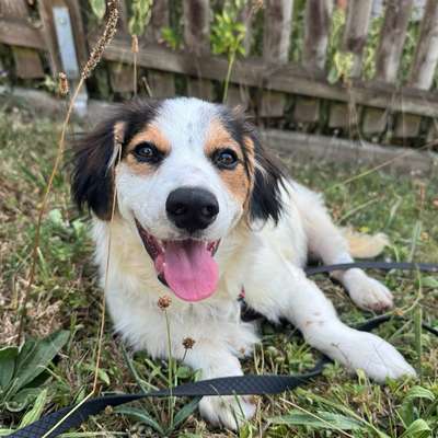 Hundetreffen-gemeinsames Gassi gehen-Bild