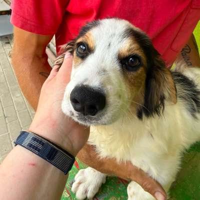 Hundetreffen-gemeinsames Gassi gehen-Bild