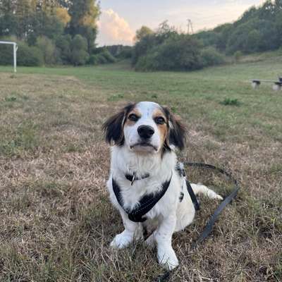 Hundetreffen-gemeinsames Gassi gehen-Bild