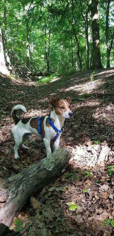 Jack Russel-Beitrag-Bild