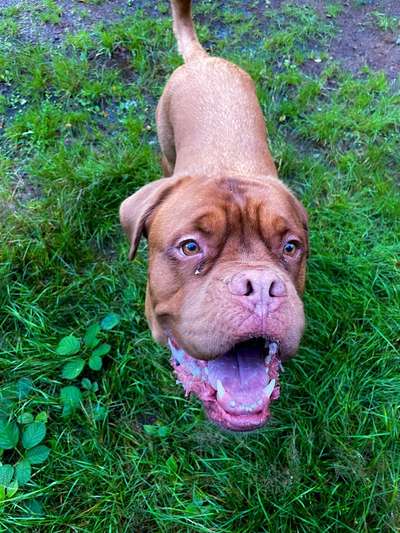 Bordeaux Dogge-Beitrag-Bild