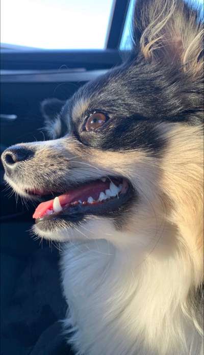 Foto's und Hundemodels-Beitrag-Bild