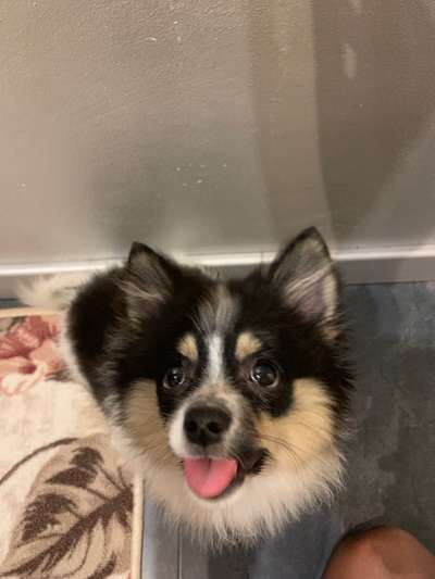 Lustigsten Grimassen von euren Hunden-Beitrag-Bild