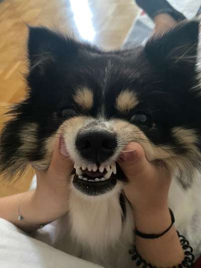 Lustigsten Grimassen von euren Hunden-Beitrag-Bild