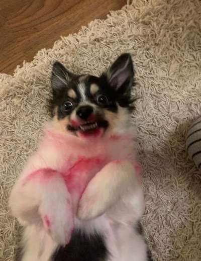 Lustigsten Grimassen von euren Hunden-Beitrag-Bild