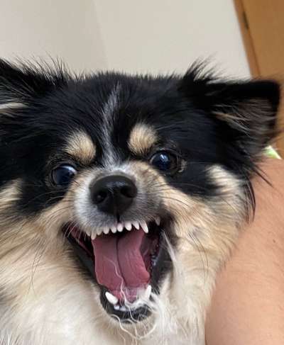 Lustigsten Grimassen von euren Hunden-Beitrag-Bild