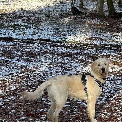 Hundetreffen-Junghunde Treffen zum spielen/ toben-Bild