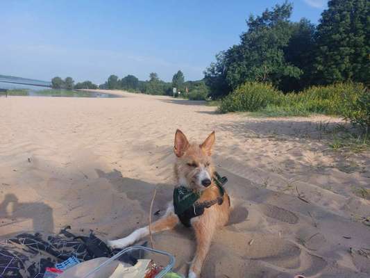 Hundetreffen-Spaziergang in Barmbek/Eilbek und Umgebung-Bild