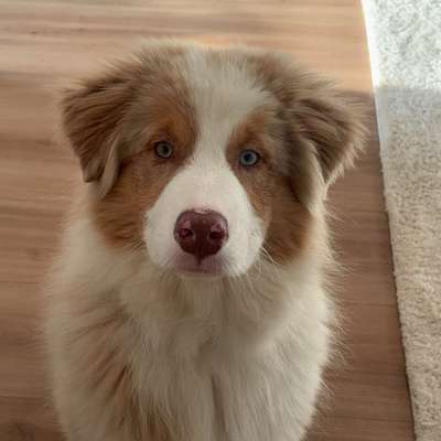 Hundetreffen-Welpentreffen & Alsterwalk