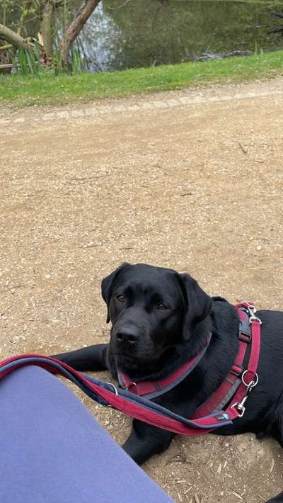 Hundetreffen-Gemeinsames Spielen und Spazieren-Bild