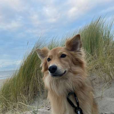 Auslandstierschutz-Beitrag-Bild