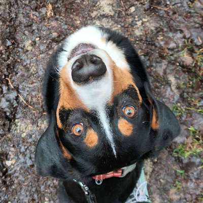 Hundetreffen-Sozial Walk und Hundebegegnungen