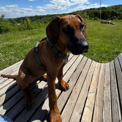 Hundetreffen-Welpentreffen, zsm spazieren gehen-Bild
