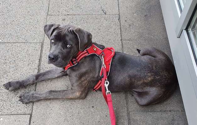 Cane Corso-Beitrag-Bild