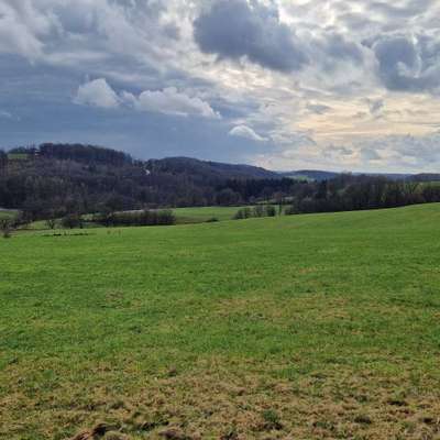 Hundetreffen-Ausgedehnte Gassirunde/Wanderung-Bild