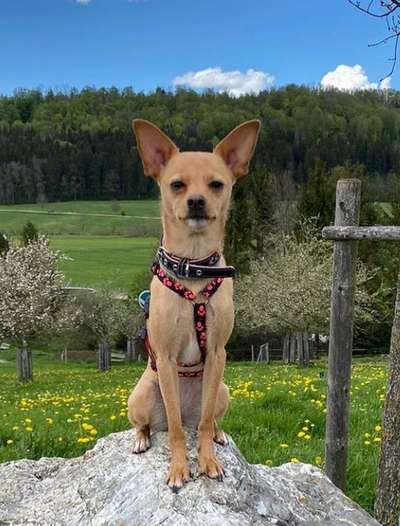 Windhunde - Treffen der besonderen Schönheiten
HERZLICH WILLKOMMEN-Beitrag-Bild