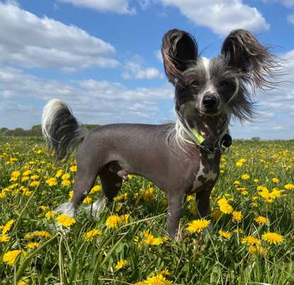 Chinese Crested (Chinesischer Schopfhund)-Beitrag-Bild