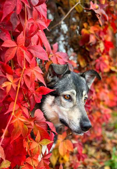 11. Farben Foto Challenge Rot-Beitrag-Bild