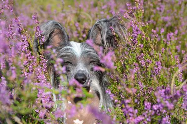 Heide Shooting-Beitrag-Bild