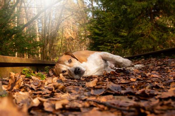 12. Farben Foto Challenge --- Braun-Beitrag-Bild