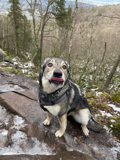 CHALLENGE NR. 19 - Der Hundeblick-Beitrag-Bild