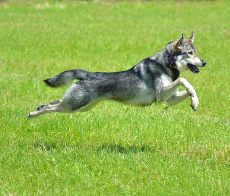 Challenge Nr. 16         Dynamik - Dein Hund in Bewegung-Beitrag-Bild