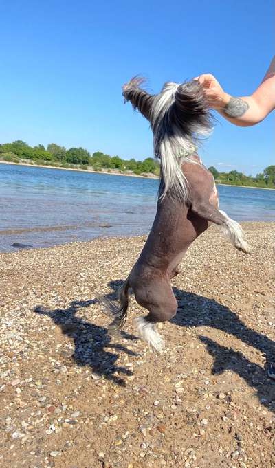 Challenge Nr. 16         Dynamik - Dein Hund in Bewegung-Beitrag-Bild