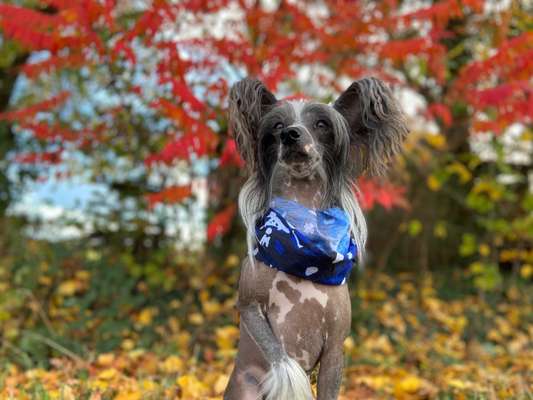 PBGV und Chinese Crested-Beitrag-Bild