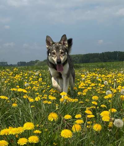 Challenge 23 : "  Euer Hund beim Frühlingserwachen "-Beitrag-Bild