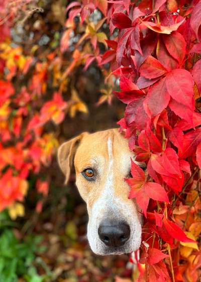 11. Farben Foto Challenge Rot-Beitrag-Bild