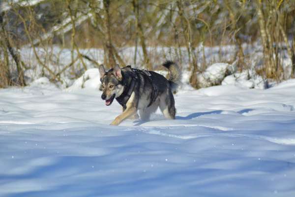 Die Dogorama Kalender Challenge Teil 2/4-Beitrag-Bild