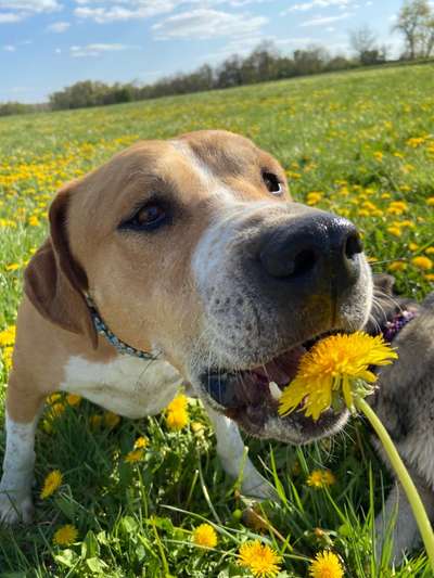 Challenge 23 : "  Euer Hund beim Frühlingserwachen "-Beitrag-Bild