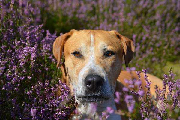 Heide Shooting-Beitrag-Bild