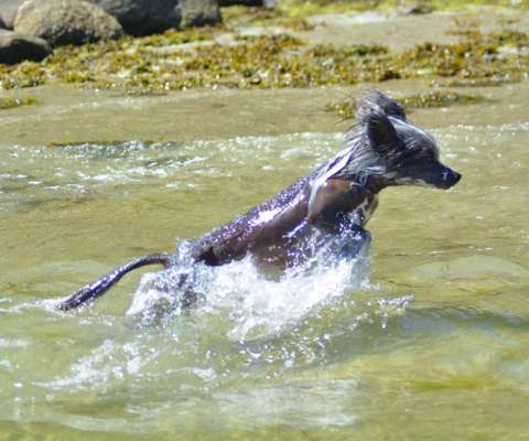 Die Dogorama Kalender Challenge 4/4-Beitrag-Bild