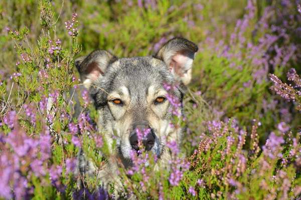 Heide Shooting-Beitrag-Bild