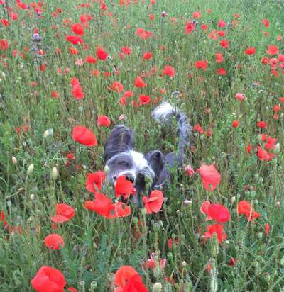 Challenge 23 : "  Euer Hund beim Frühlingserwachen "-Beitrag-Bild