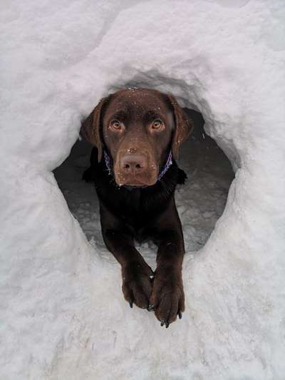 Dogorama Photo Challenge - Es wird nochmal kalt!-Beitrag-Bild