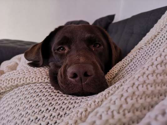 Wo sind meine Labrador Freunde-Beitrag-Bild