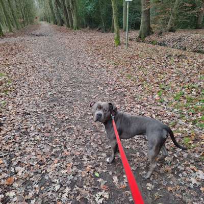 Hundetreffen-Fangen spielen-Bild