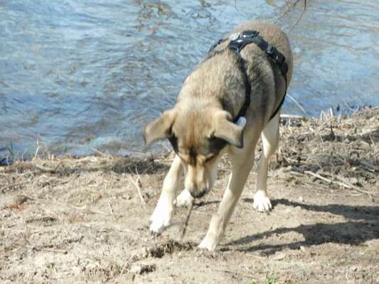 Dogorama-Monats-Challenge-Mai "Wasser"-Beitrag-Bild